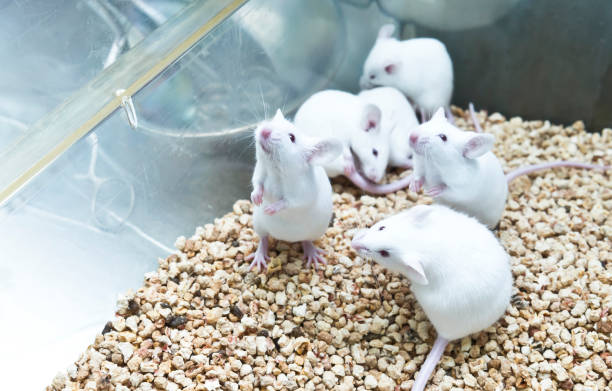 Rodents Control