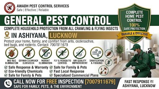 Professional Ant Control Service in Cantt Lucknow