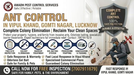 Professional Ant Control Service in Vipul Khand Gomti Nagar Lucknow