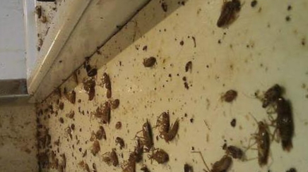 Kitchen cockroach pest control treatment in Aliganj home