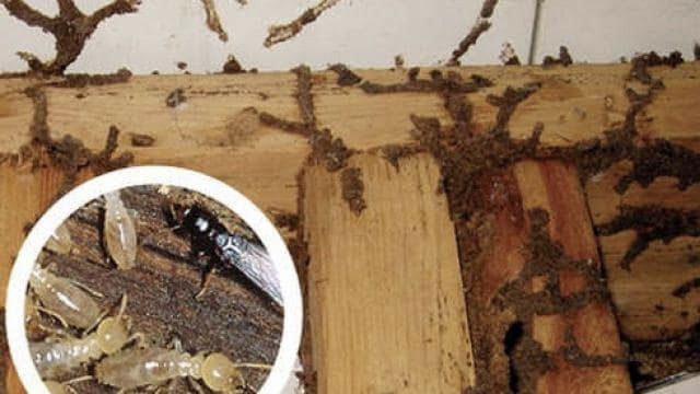 Professional Termite Control Service in Mahanagar Lucknow
