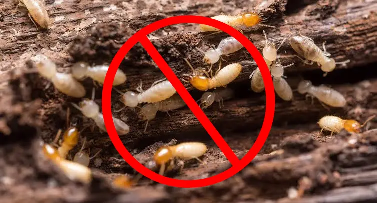 Anti-Termite Treatment​